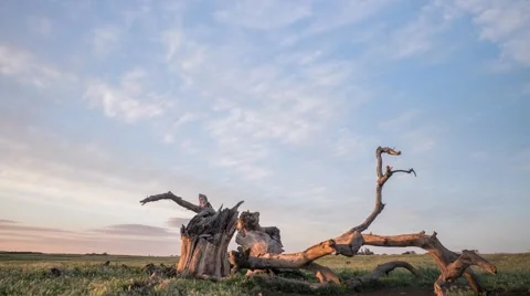 Time Lapse of Clouds Passing Over a Dead Tree in a Field Stock Footage 55809852