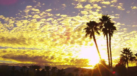 Time Lapse of the Clouds Passing over a Grove of Palms Stock Footage 66518035