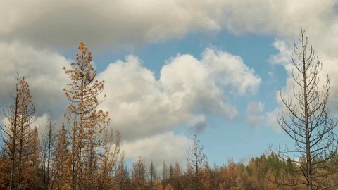 Time lapse of Clouds Passing Over A Forest That Has Recently Burned in a Fire Stock Footage 87774271