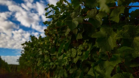 Time-lapse of clouds passing over the vineyard Stock Footage 87810400