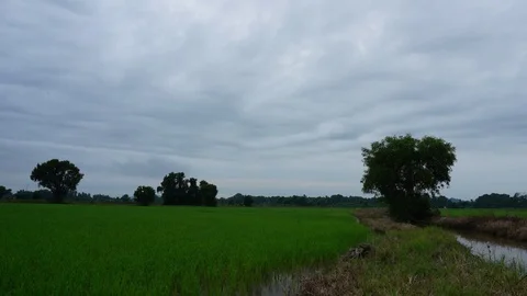 Time Lapse Of Clouds Passing Over Paddy Field Stock Footage
