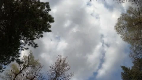 Time lapse of clouds passing through trees Stock Footage 182371923
