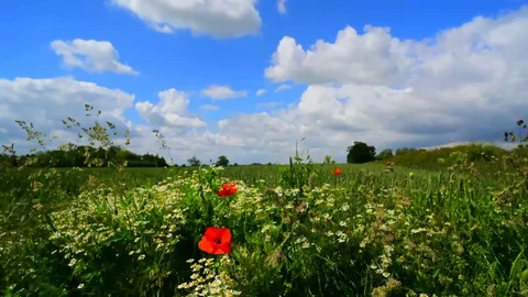 Time lapse clouds passing wild flowers by wheat field yorkshire united kingdom Stock Footage 76469085