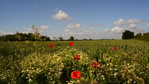 Time lapse clouds passing wild flowers by wheat field yorkshire uk Stock Footage 76469152