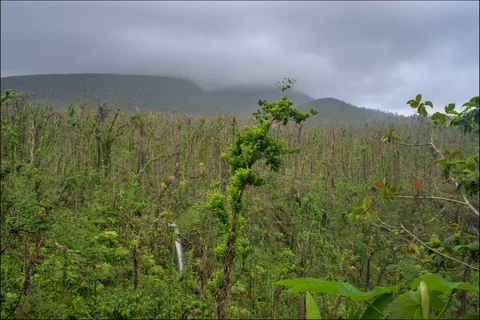 Time lapse of clouds rolling over rain forest and distant waterfall Stockbeeldmateriaal 91131584