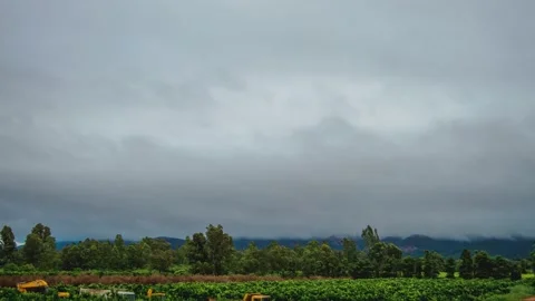 Time-lapse of clouds rolling over citrus orchards during the morning time Stock Footage 233801767