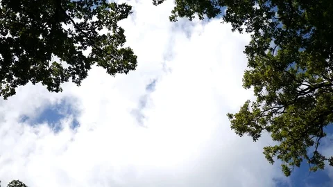 Time lapse of clouds running over trees Stock Footage 119976414