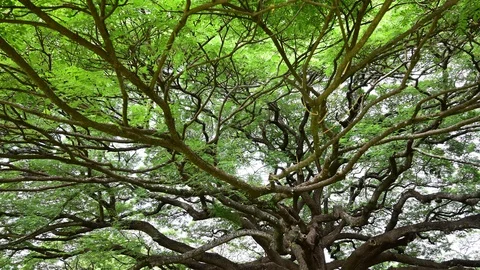 Time lapse of clouds in the sky with a giant tree. Stock Footage 128166626