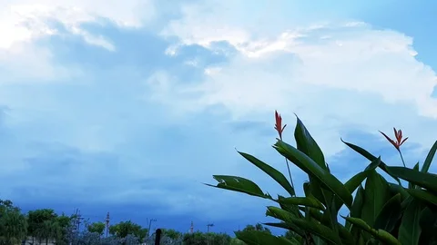 Time lapse clouds storm with flower rainy day ,4K Video stock 113974798