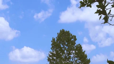 Time Lapse Clouds with tree Video stock 90097385