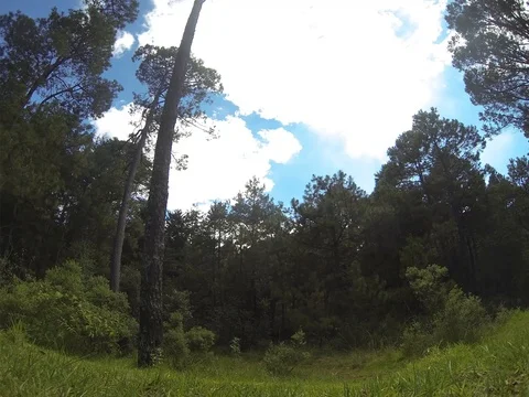 Time lapse of cloudscape seen from forest floor Vídeos de archivo 119406032