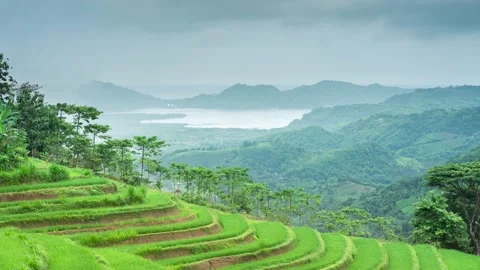 Time lapse cloudy over the terraced rice fields in the morning Stock Footage 230136453