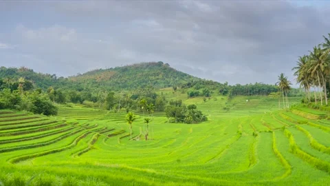 Time lapse cloudy over the terraced rice fields in the morning Stock Footage 230136509