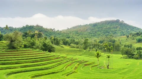 Time lapse cloudy over the terraced rice fields in the morning Stock Footage 230159141