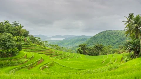 Time lapse cloudy over the terraced rice fields in the morning Stock Footage 230159399