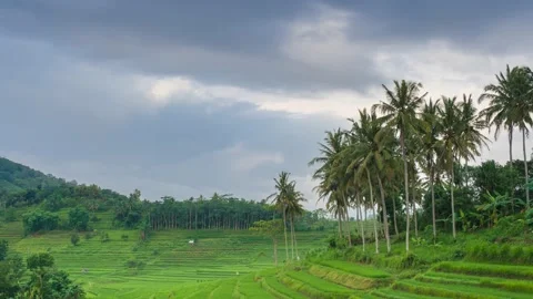 Time lapse cloudy over the terraced rice fields in the morning Stock Footage 230212960