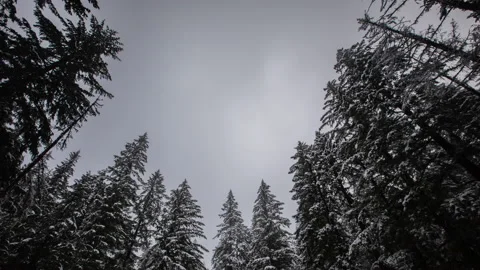 Time Lapse - Cloudy sky above the snow-capped pines Stock Footage 166429519