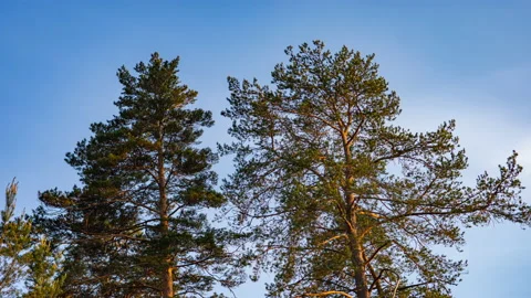 Time lapse cloudy sky change color day to twilight sky with two big tree Stock Footage 171691236