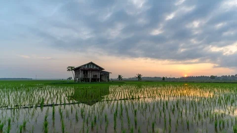 Time lapse of cloudy sunrise over abandoned house at organic paddy fields Stock Footage 86200371