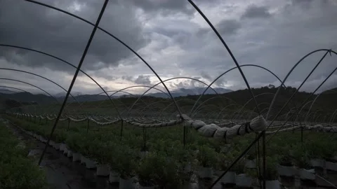 Time Lapse cloudy Sunrise raspberry field Video stock 150472121