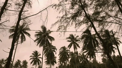 Time lapse of coconut tree. Stock Footage 33833579