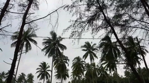 Time lapse of coconut tree. Stock Footage 33833586