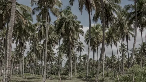 Time lapse of a coconut tree plantation Vidéo 133171523