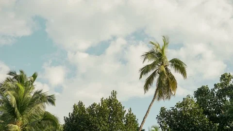 Time-lapse  of coconut tree on sky background Video stock 120590025