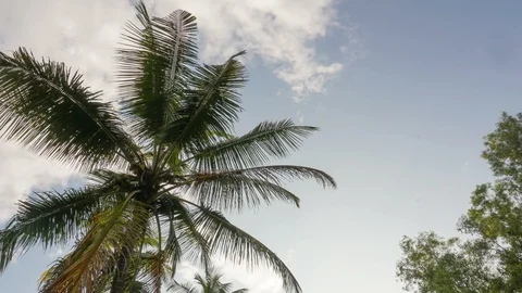Time-lapse  of coconut tree on sky background Video stock 120610232