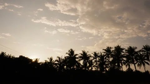 Time-lapse  of coconut tree on sky background Video stock 120610516