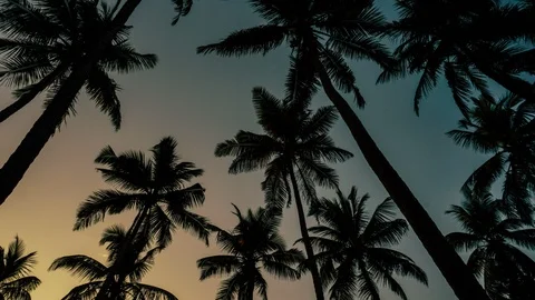 Time-lapse  of coconut tree on sky background Video stock 120610886