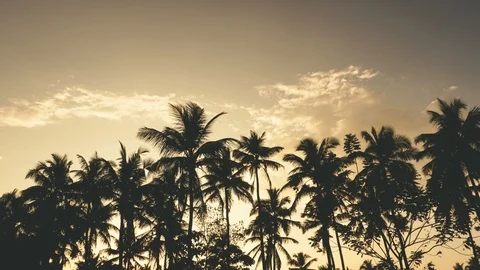 Time-lapse  of coconut tree on sky background Stock Footage 120611753