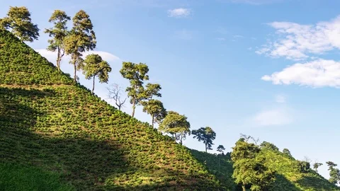 Time Lapse of a Coffee Farm Stock Footage 78160073