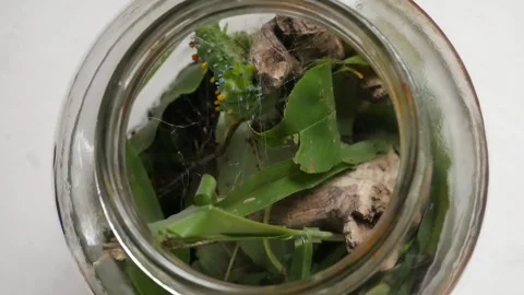 A Time Lapse of A Colorful Cecropia Moth Larvae Building Its Cocoon Stock Footage 283530247