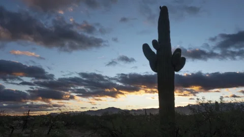 Time lapse of colorful clouds and a desert Saguaro cactus in the dawn light Stock Footage 220946649
