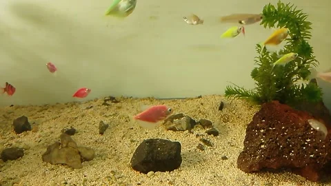 Time Lapse Colorful Fish at The Fish Tank, Aquarium Stock Footage 300309196