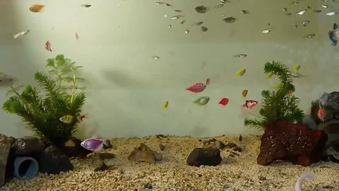 Time Lapse Colorful Fish at The Fish Tank, Aquarium Stock Footage 300309258