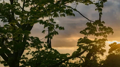 Time lapse of colorful sunset behind a tree Stock Footage 147285951