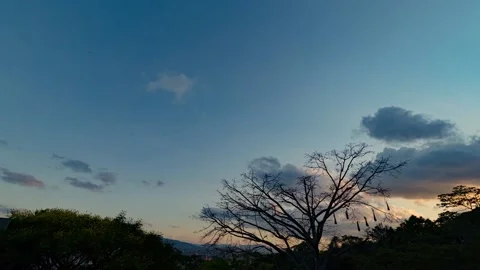 Time lapse of colorful sunset behind a tree with clouds moving slowly around. Stock Footage 154549707