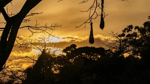 Time lapse of Colorful sunset with clouds moving slowly behind a tree. Stock Footage 145476828