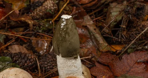 Time lapse of Common Stinkhorn (Phallus impudicus) growing in forest Stock Footage 233011001