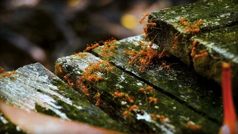 Time lapse concept.  Ants in the forest. Stock Footage 127633975