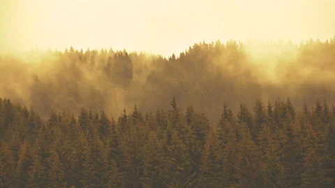 Time lapse of coniferous forest with mist, fog and low clouds in autumn Видео 137707153