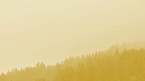 Time lapse of coniferous forest with mist, fog and low clouds in autumn Vídeo Stock 137798837