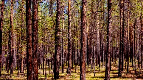 Time lapse of the coniferous forest in the sunny summer day. High definition Stock Footage 73687137