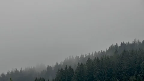 Time lapse -Coniferous forest surrounded by mist. Firs, larches. Styria, Austria Stock-Footage 92089095