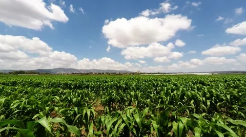 Time lapse of Corn field and white clouds Stockbeeldmateriaal 50965506
