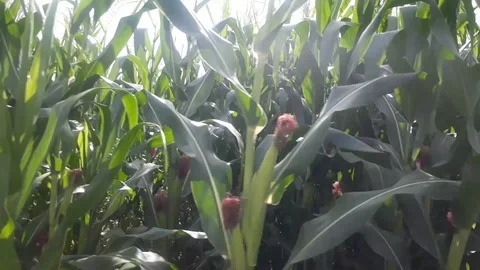 Time lapse corn field, corn leaves, corns Stock Footage 102722787