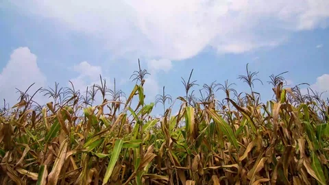 Time lapse corn filed and blue sky Stock Footage 106606062