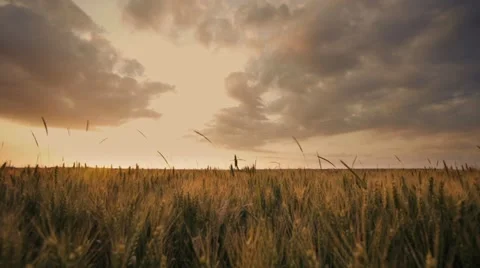 Time lapse cornfield agriculture Video stock 64540509